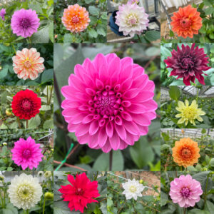 dahlia_mix(copy)