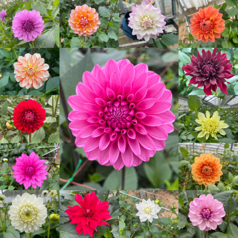 dahlia_mix(copy)