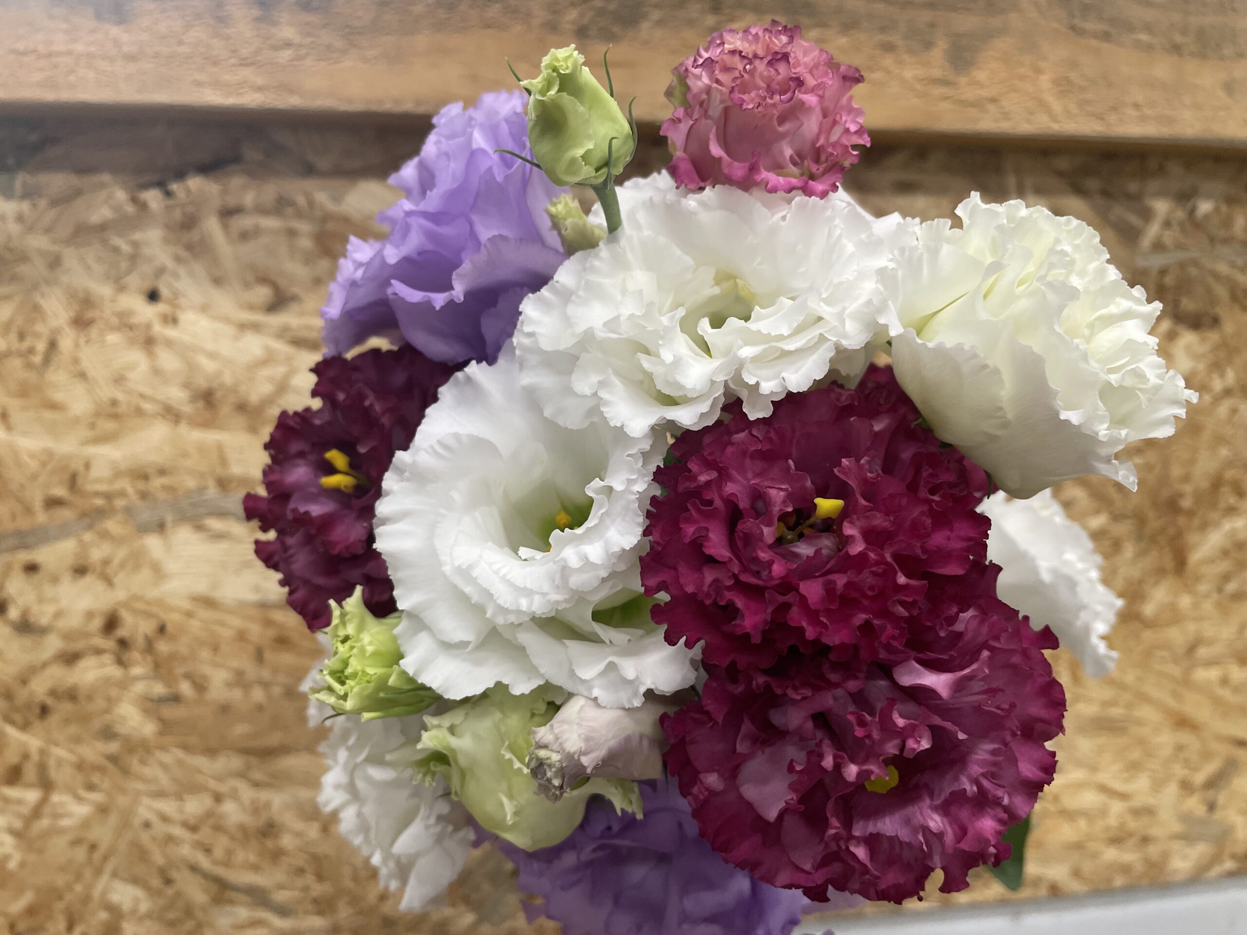 【1ペア】ギフチョウ（滋賀県、岐阜県産） 受注作成品】 キンカチョウ（錦花鳥、錦華鳥 ）Zebra finch