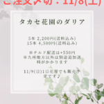 dahlia_mix(copy)(copy)(copy)