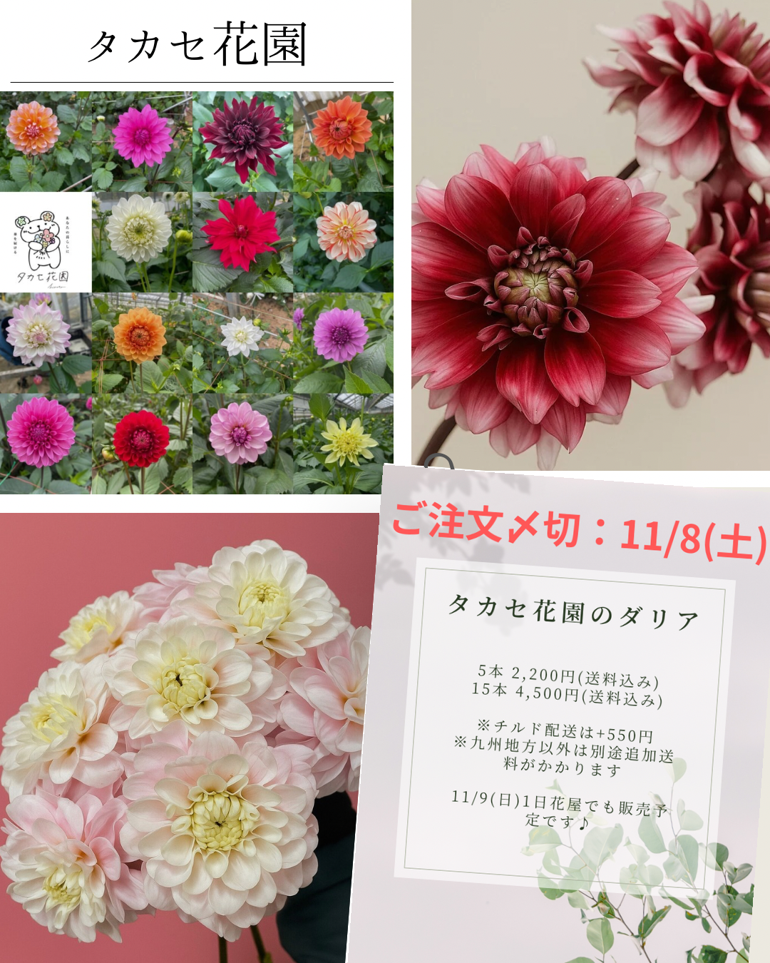 dahlia_mix(copy)(copy)(copy)