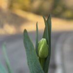 アヴァンガード