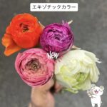 ラナンキュラス　エキゾチックカラー