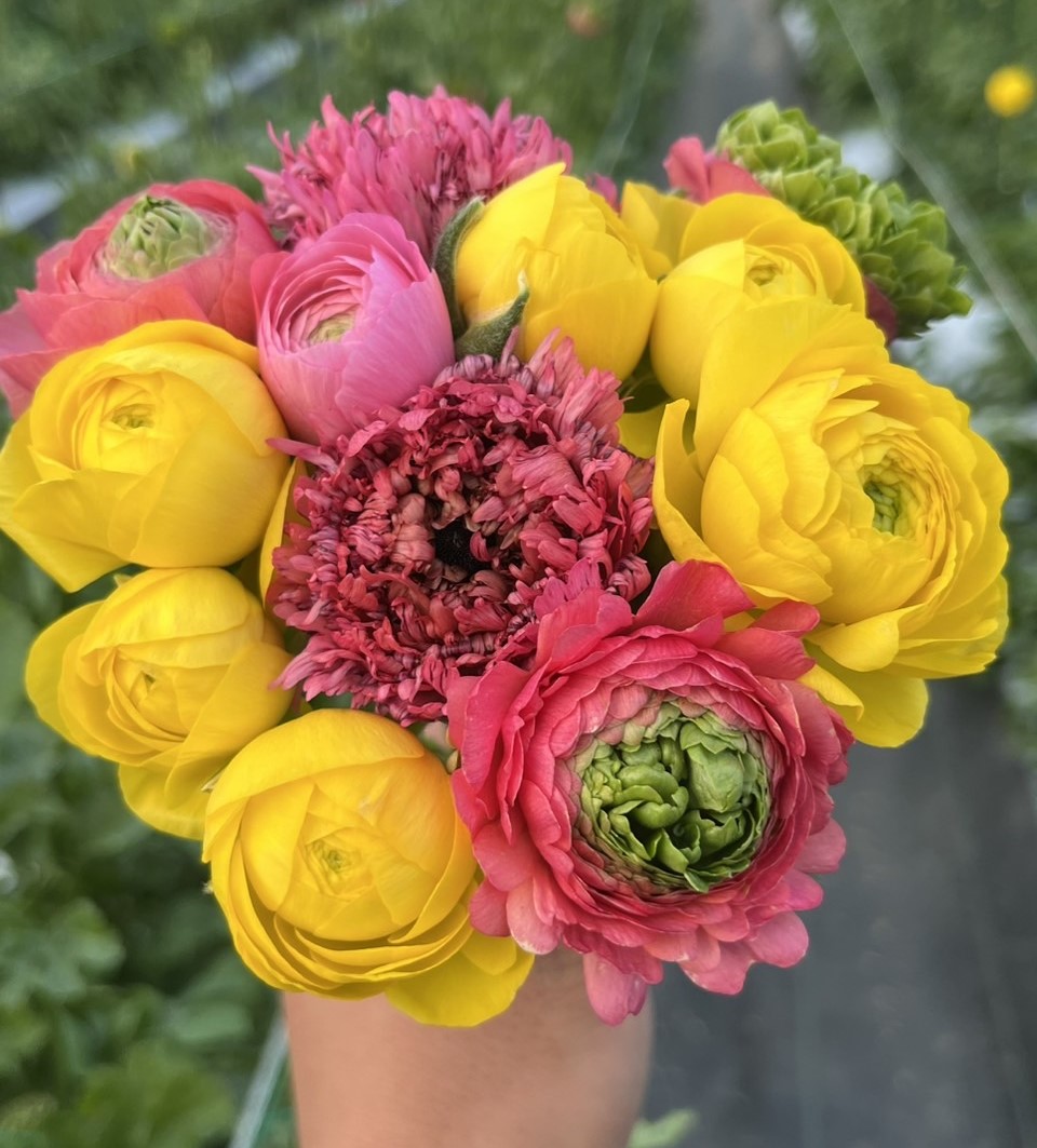 ラナンキュラス