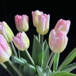 コットンキャンディセット