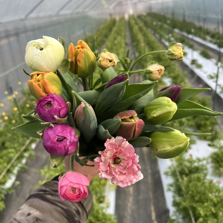 春の先取りセット