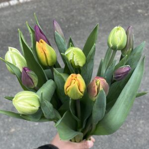 チューリップ12本セット