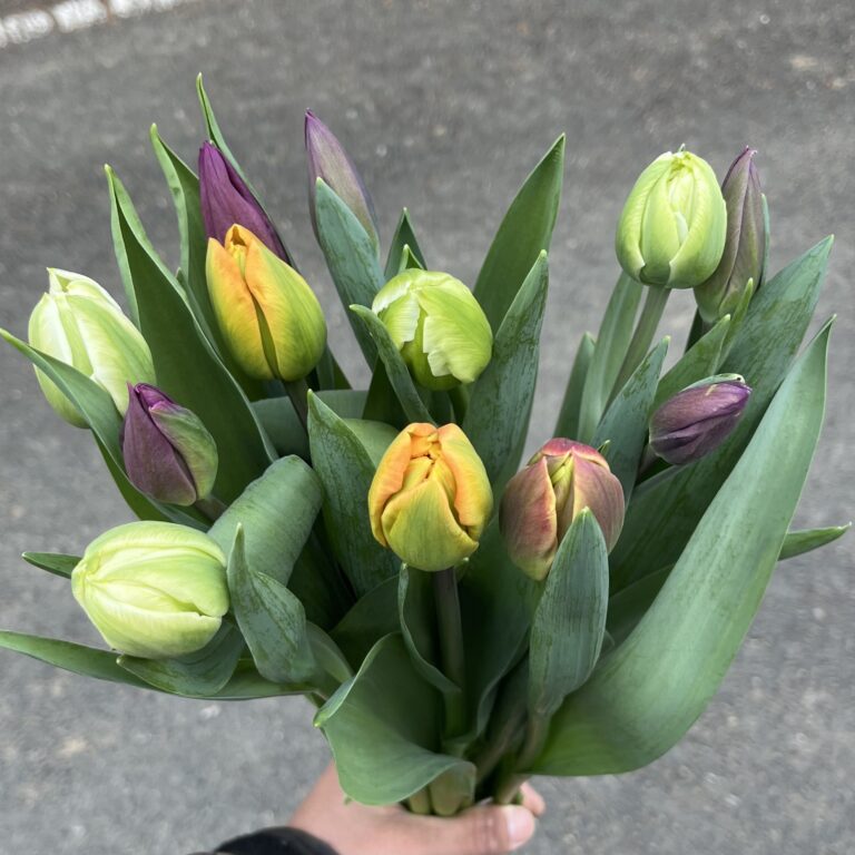 チューリップ12本セット