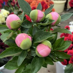 芍薬　エッジドサーモン　タカセ花園　レア品種