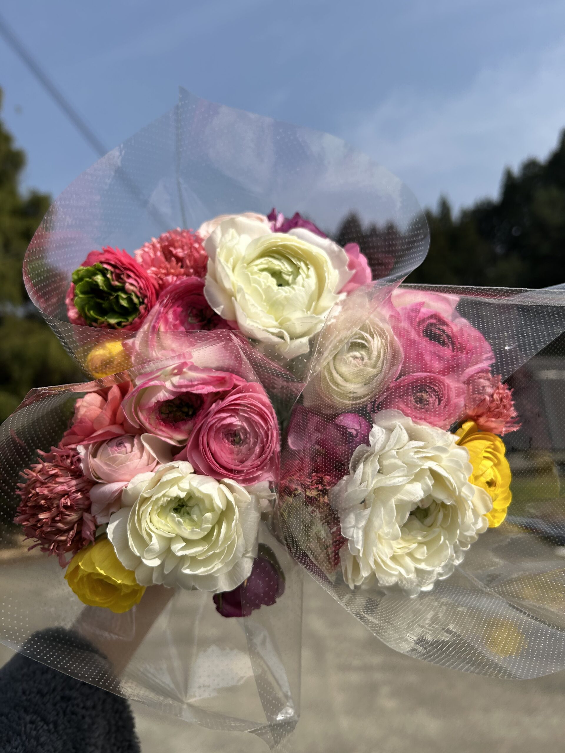 ラナンキュラス＋ラックス8本入り