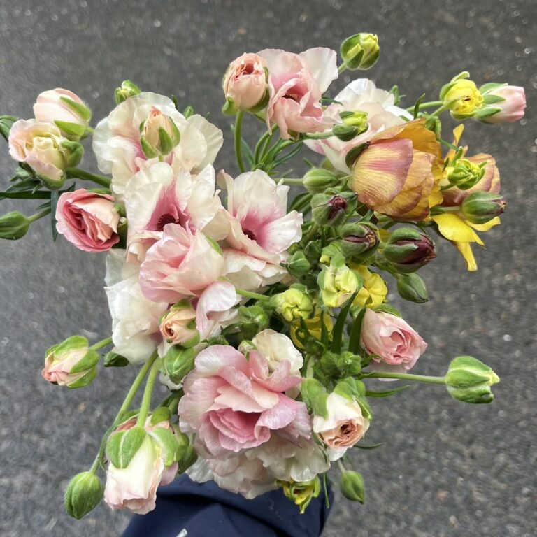 ラックスフィナーレセット