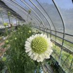 スカビオサ　タカセ花園