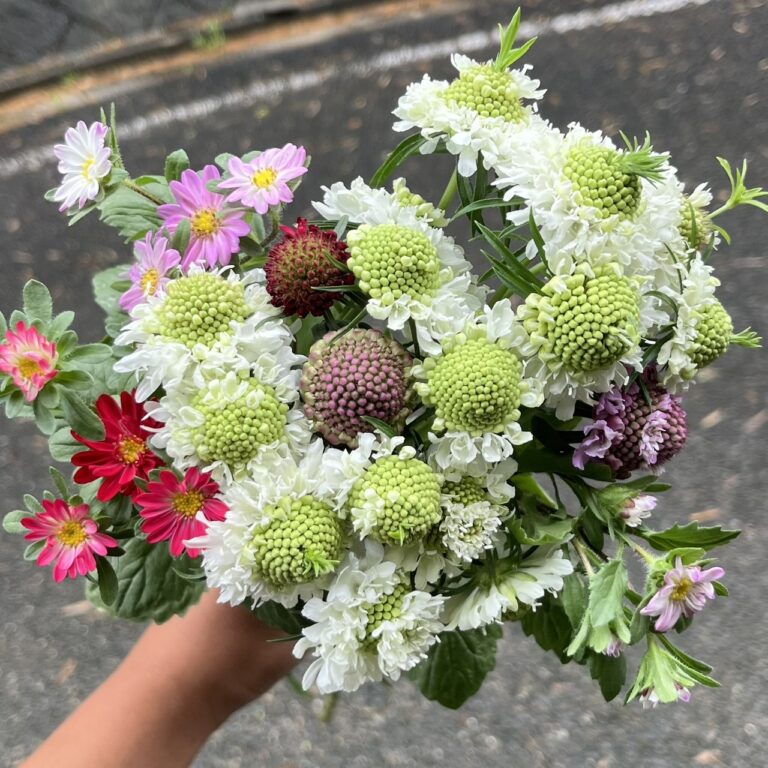 スカビオサ　アスター　松虫草　タカセ花園